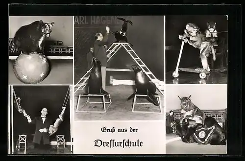 AK Hamburg-Stellingen, Carl Hagenbeck`s Tierpark, Dressur-Schule mit Seerobben, Affen und Esel