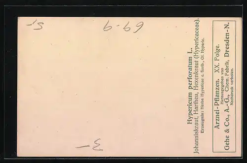 AK Hypericum perforatum L., Johanniskraut, Hartheu, Hexenkraut Hypericaceae, Heilpflanze