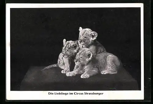AK Die Lieblinge im Circus Strassburger, Raubkatzen