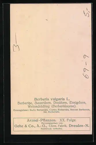 AK Heilpflanze, Berberitze, Sauerdorn, Dreidorn, Essigdorn, Weinschädling vor Wald