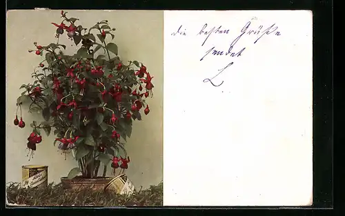 AK Reklame Alberts Pflanzen-Nährsalze, Fuchsie