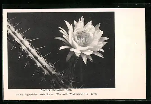 AK Kaktus Cereus tortuosus Forb. mit Blüte