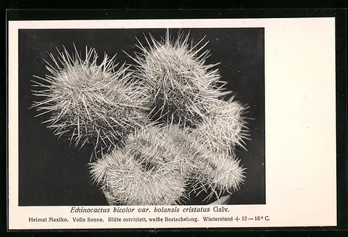 AK Kaktus Echinocactus bicolor var. bolansis cristatus Galv.