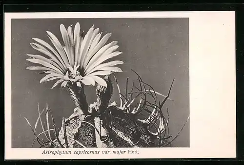 AK Blühender Kaktus, Astrophytum capricornus var. major Hort.