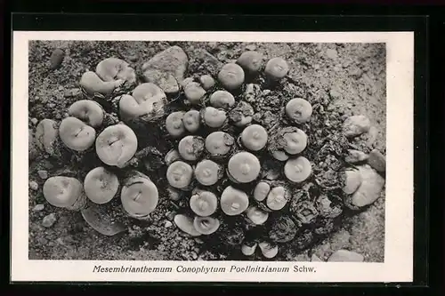 AK Mesembrianthemum Conophytum Poellnitzianum Schw.