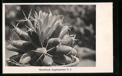 AK Kaktus Mamillaria longimamma D. C. im Topf