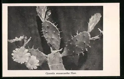 AK Kaktus Opuntia monacantha Haw.
