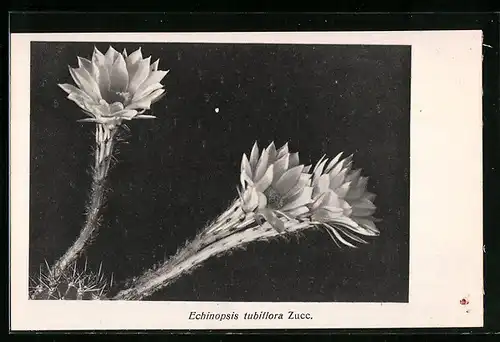 AK Kaktus Echinopsis tubiflora Zucc., Blüten