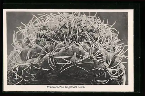 AK Kaktus Echinocactus Saglionis Cels.