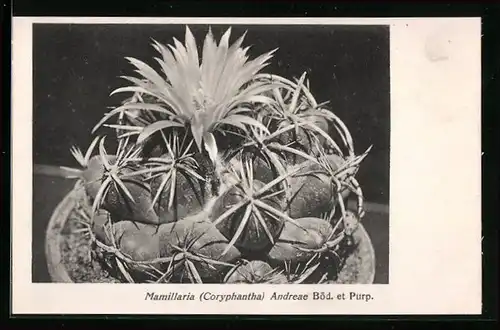 AK Kaktus Mamillaria (Coryphantha) Andreae Böd. et Purp. im Topf