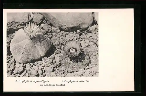 AK Kaktus Astrophytum myriostigma und asterias am natürlichen Standort