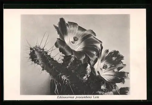AK Blühender Kaktus, Echinocereus procumbens Lem
