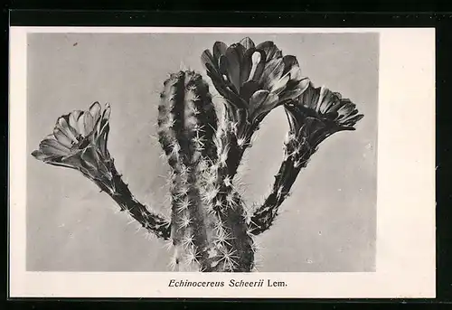 AK Kaktus Echinocereus Scheerii Lem. mit Blüten