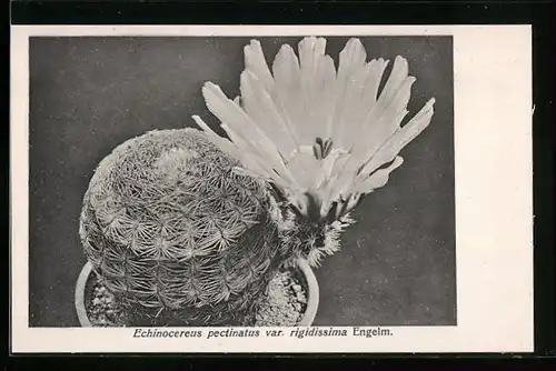 AK Kaktus Echinocereus pectinatus var. rigidissima Engelm. im Topf