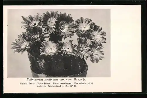AK Kaktus Echinocereus pectinatus var. nova Haage jr. mit Blüten im Topf