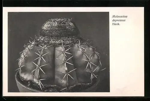 AK Kaktus Melocactus depressus Hook. im Topf