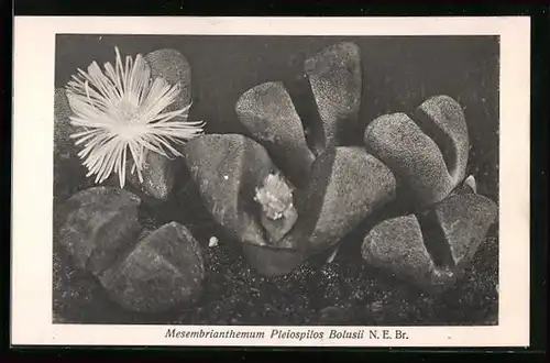 AK Mesembrianthemum Pleiospilos Bolusii