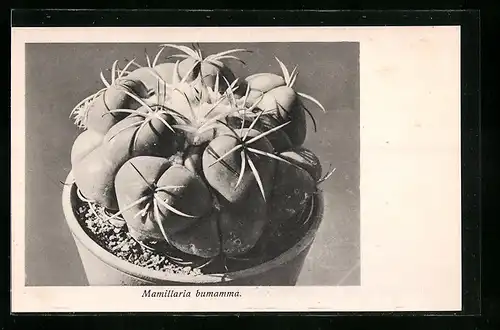 AK Blühender Kaktus, Mamillaria bumamma