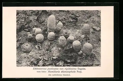 AK Kaktus Echinocereus pectinatus var. rigidissima Engelm. mit Mamillaria chionocephala Prp. am natürlichen Standort