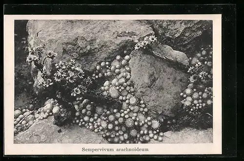 AK Kaktus Sempervivum arachnoideum zwischen Felsen