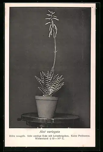 AK Kaktus Aloe variegata mit Blüten im Topf