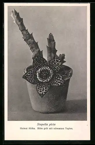 AK Kaktus Stapelia picta mit Blüte im Topf