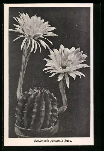 AK Kaktus Echinopsis gemmata Zucc. im Topf