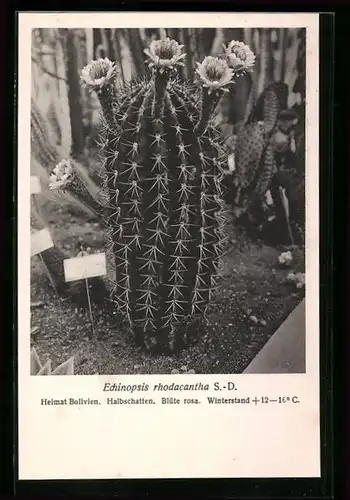 AK Kaktus Echinopsis rhodacantha S.-D. im Beet