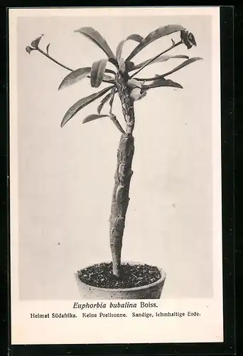 AK Kaktus Euphorbia bubalina Boiss. im Topf
