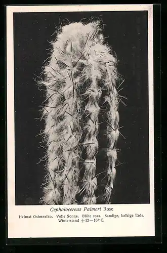 AK Kaktus Cephalocereus Palmeri Rose