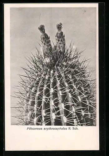 AK Kaktus Pilocereus erythrocephalus K. Sch.