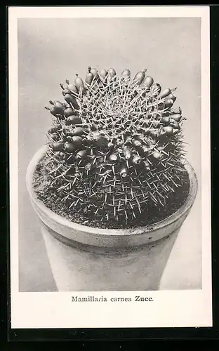 AK Kaktus Mamillaria carnea Zucc