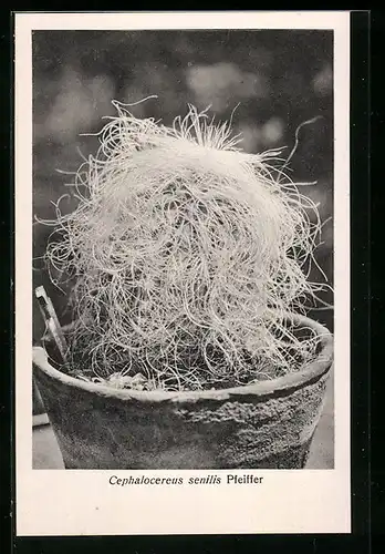 AK Kaktus Cephalocereus senilis Pfeiffer im Topf