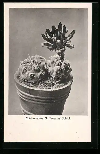 AK Kaktus Echinocactus Sutterianus Schick. im Topf