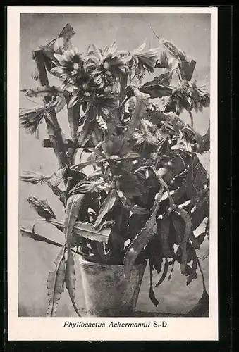 AK Kaktus Phyllocactus Ackermannii S.-D. im Topf