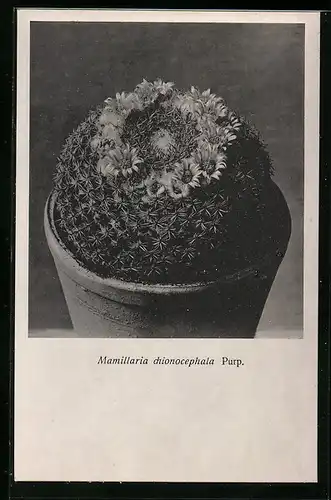 AK Kaktus Mamillaria chionocephala Purp. mit Blütenkranz
