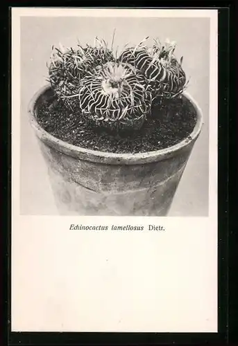 AK Kaktus in Topf, Echinocactus lamellosus, Dietr.