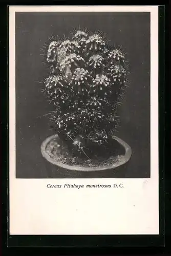 AK Kaktus Cereus Pitahaya monstrosus D. C.