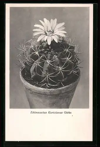 AK Echinocactus Kurtzianus Gürke, argentinischer Kaktus