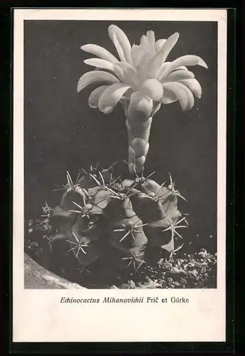 AK Kaktus Echinocactus Mihanovichii Fric et Gürke mit Blüte