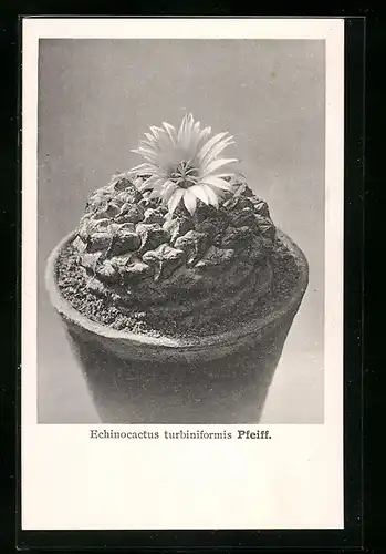 AK Kaktus Echinocactus turbiniformis Pfeiff. im Topf