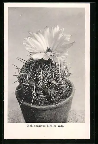 AK Kaktus Echinocactus bicolor Gal mit Blüte