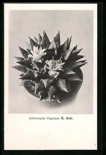 AK Kaktus Ariocarpus trigonus K. Sch. mit zwei Blüten