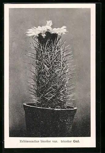 AK Kaktus Echinocactus bicolor var. tricolor Gal. mit grosser Blüte