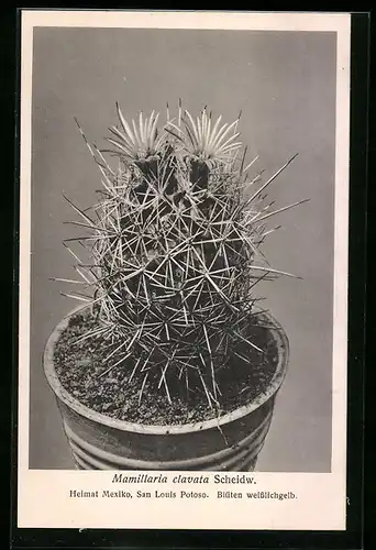 AK Kaktus der Art Mamillaria clavata Scheidw.