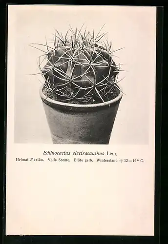 AK Kaktus der Art Echinocactus electracanthus Lem.