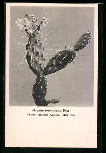 AK Kaktus der Art Opuntia brunnescens Rose