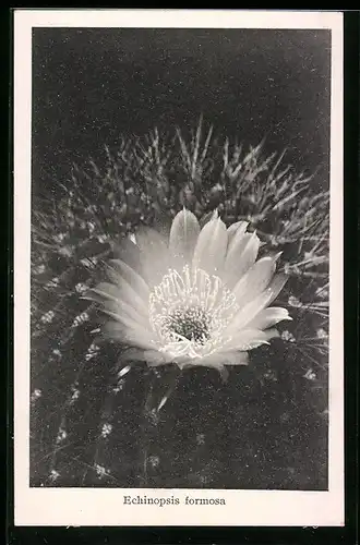 AK Kaktus der Art Echinopsis formosa