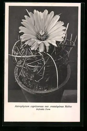 AK Kaktus der Art Astrophytum capricornus var. crassipinus Möller