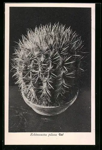 AK Kaktus der Art Echinocactus pilosus Gal